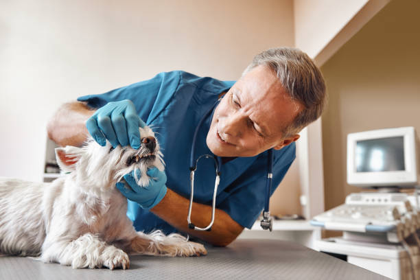 Best Emergency Denture Repair in Mount Healthy Heights, OH